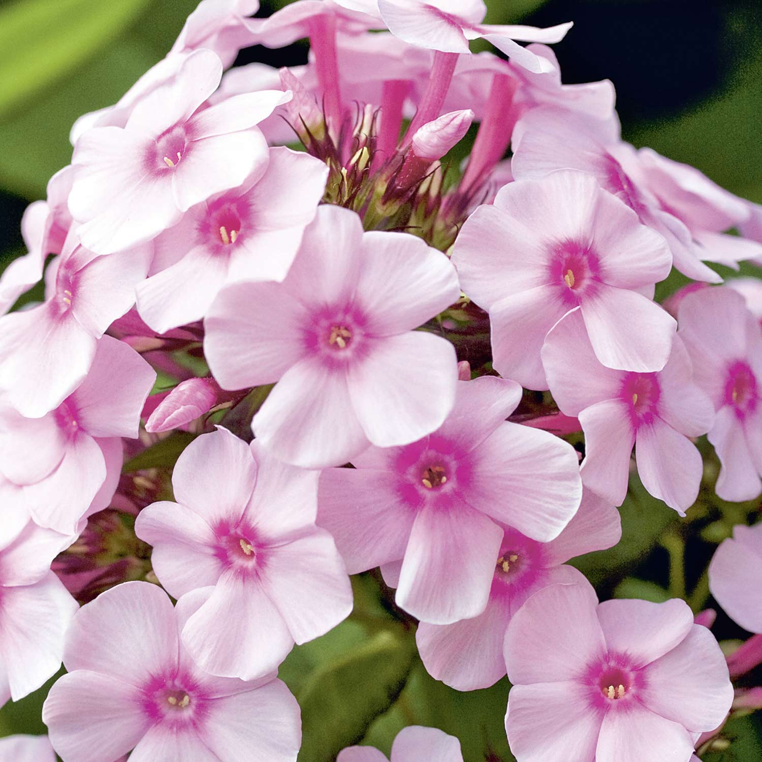 Gartenphlox 'Bright Eye'