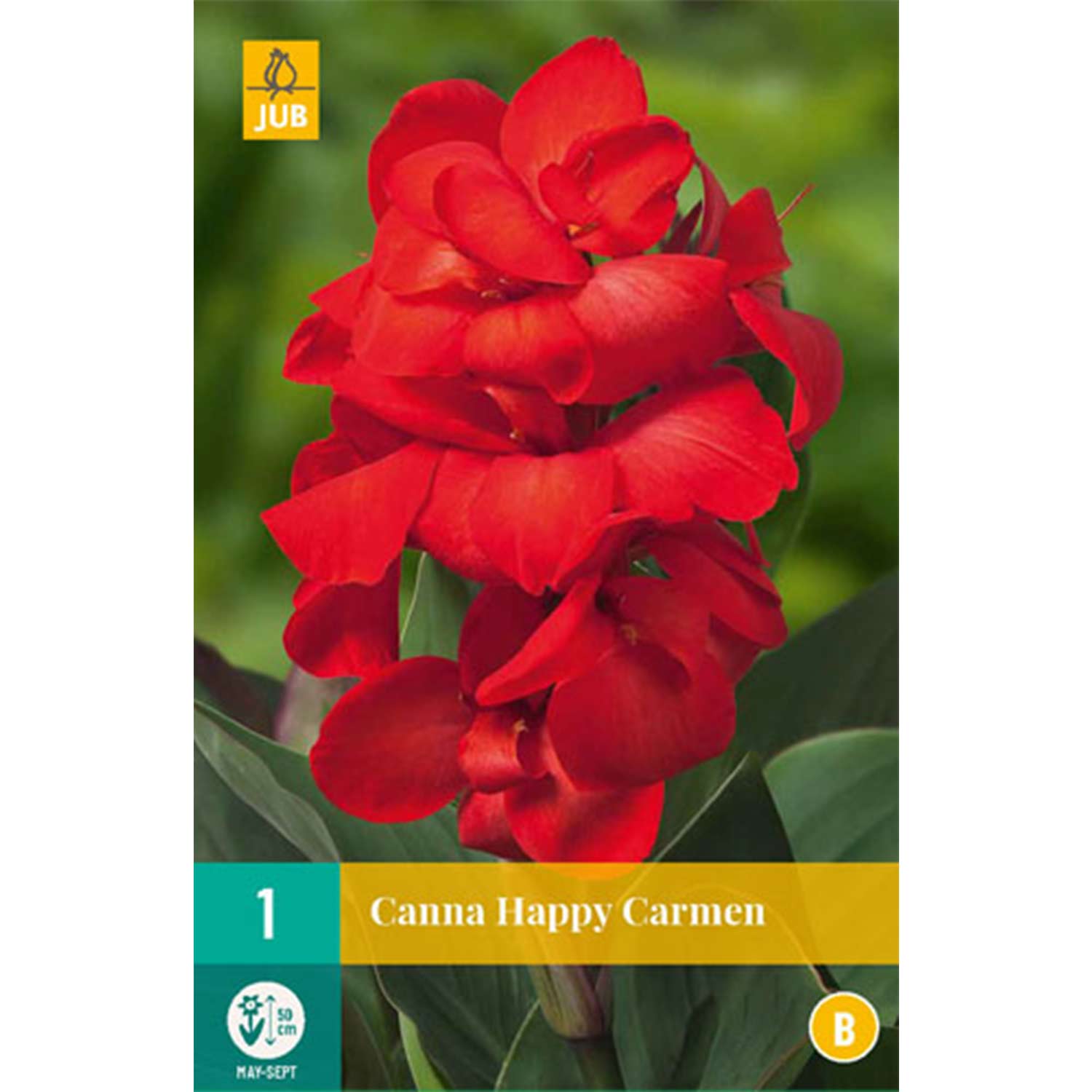 Zwerg-Canna 'Happy Carmen' - 1 Stück