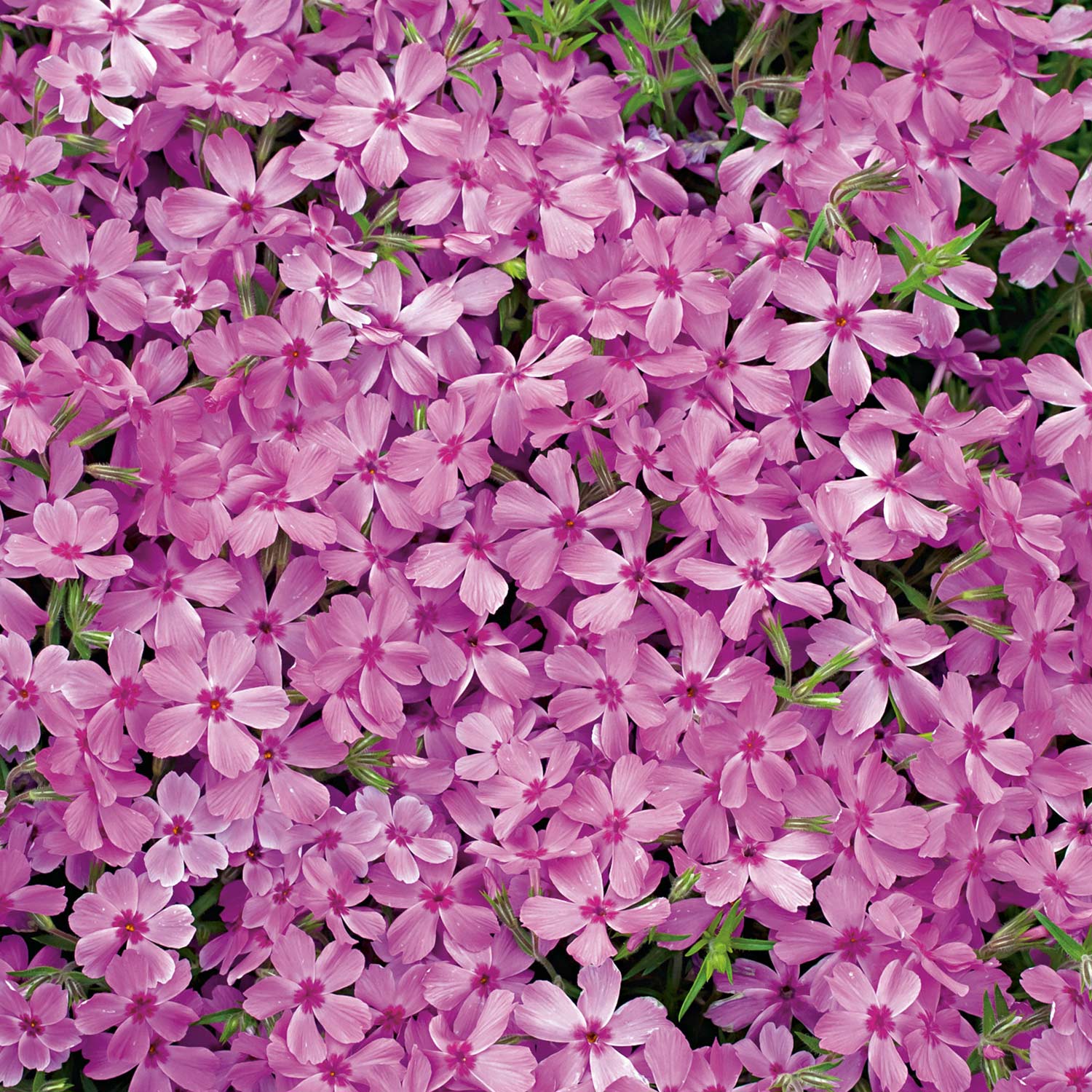 Polsterphlox 'Red Wing'