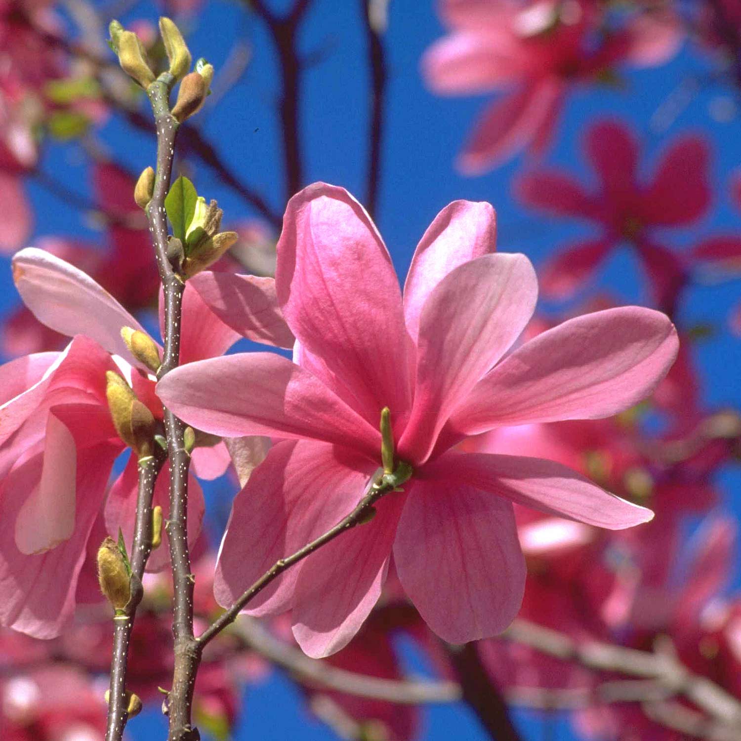 Frühblühende rosa Sternmagnolie 'Rosea'