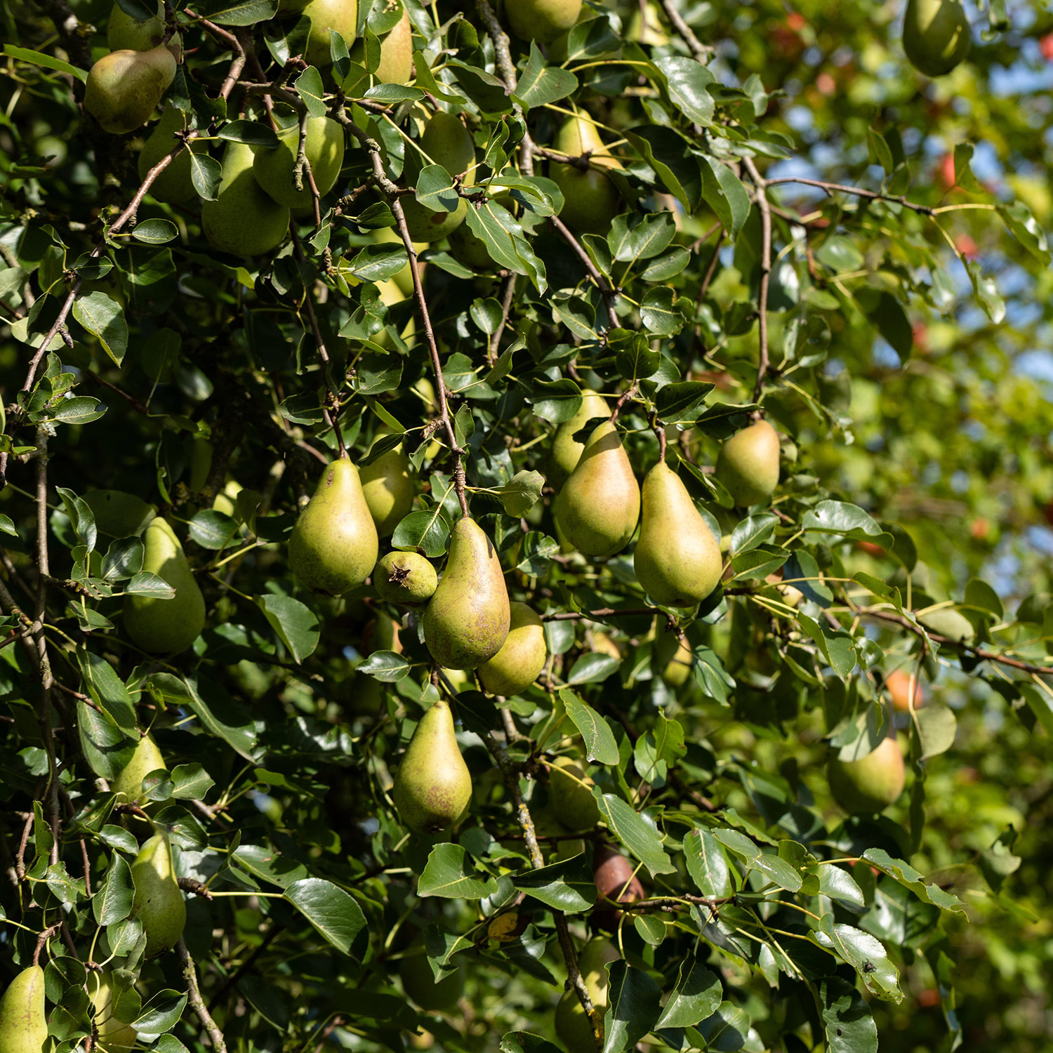 Birne 'Conference' - Herbstbirne