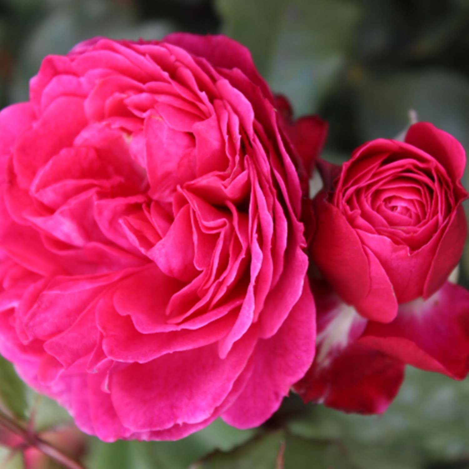 Essbare Rose 'Dolce®' C6 Lieferform: Im 6 Liter Topf