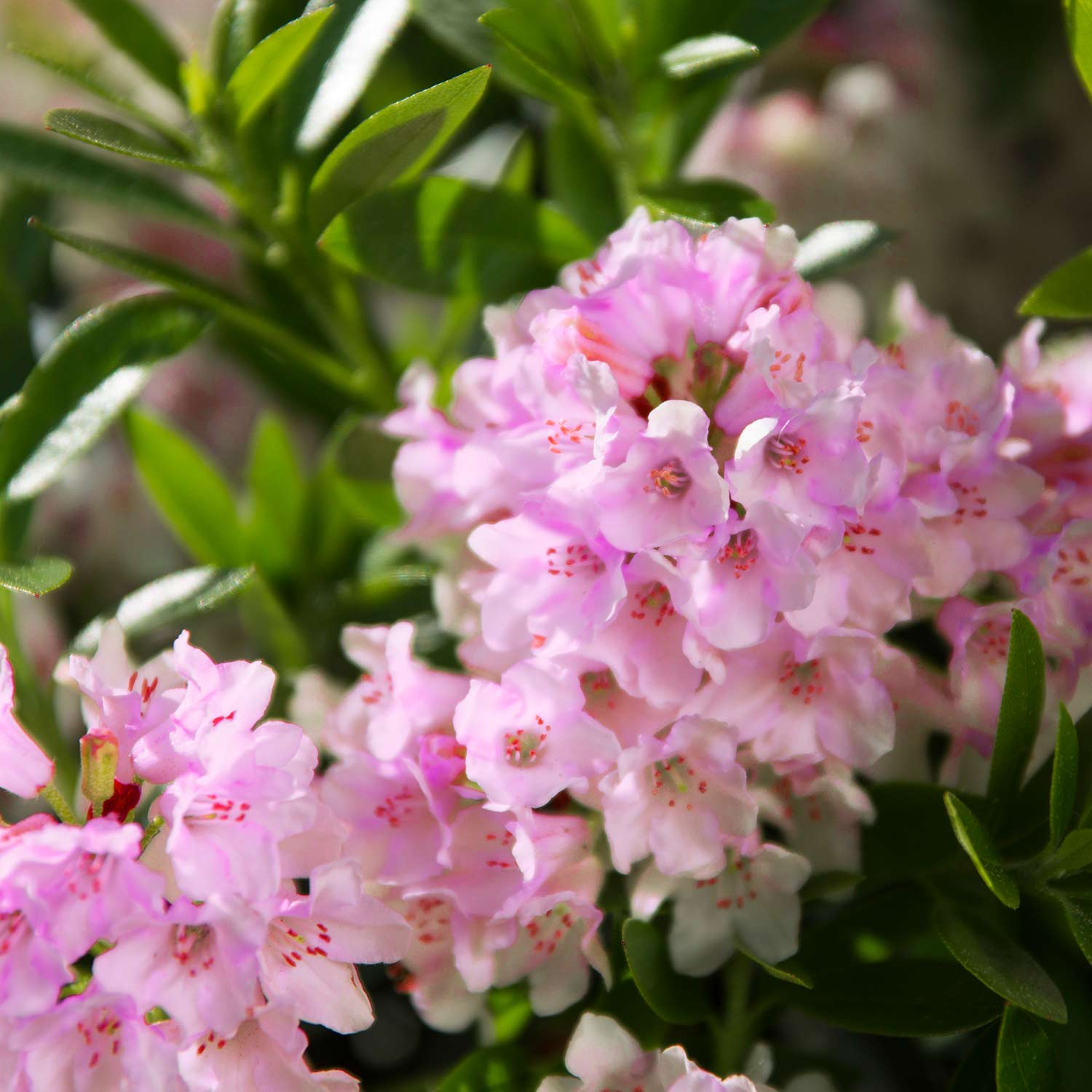 Zwerg-Rhododendron 'Bloombux' - 'Magenta'