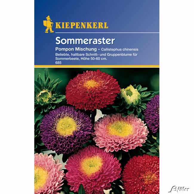 Sommeraster 'Pompon-Mischung'