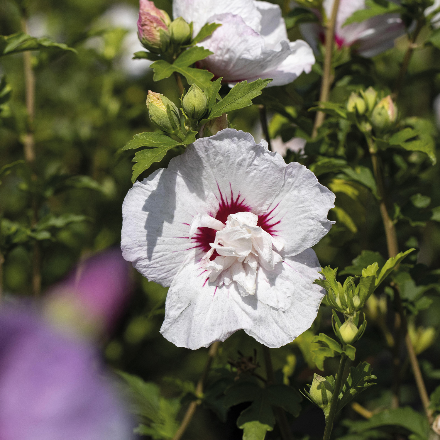 Garteneibisch / Hibiskus 'China Chiffon®'