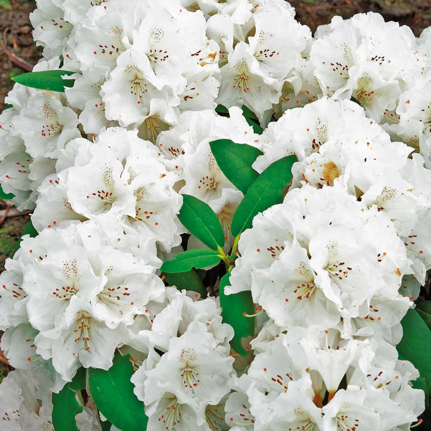 Ball-Rhododendron 'Schneekrone'