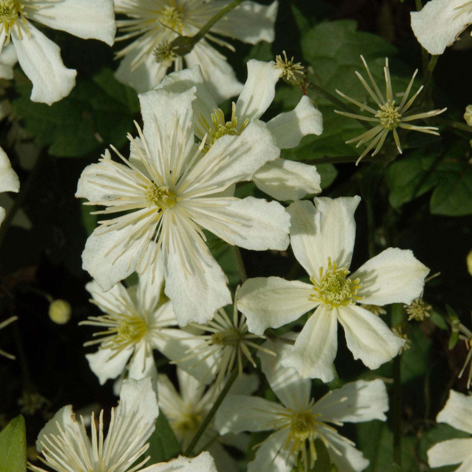 Immergrüne Duft-Clematis