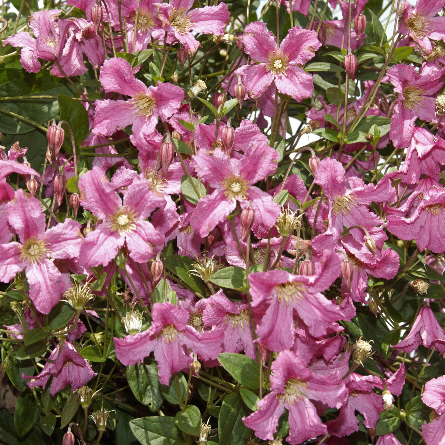 Clematis 'Freda'