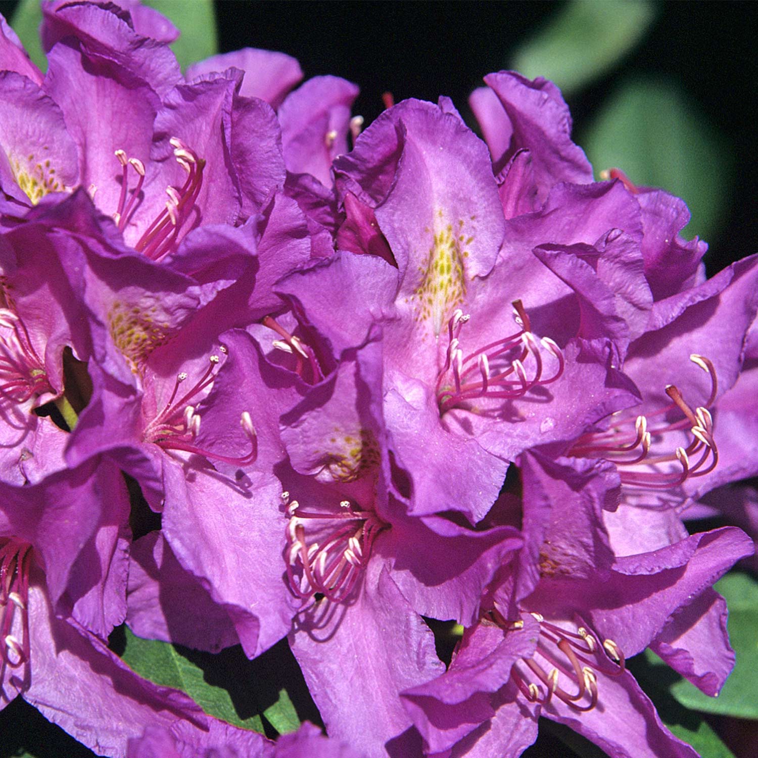 Rhododendron 'Catawbiense Grandiflora'