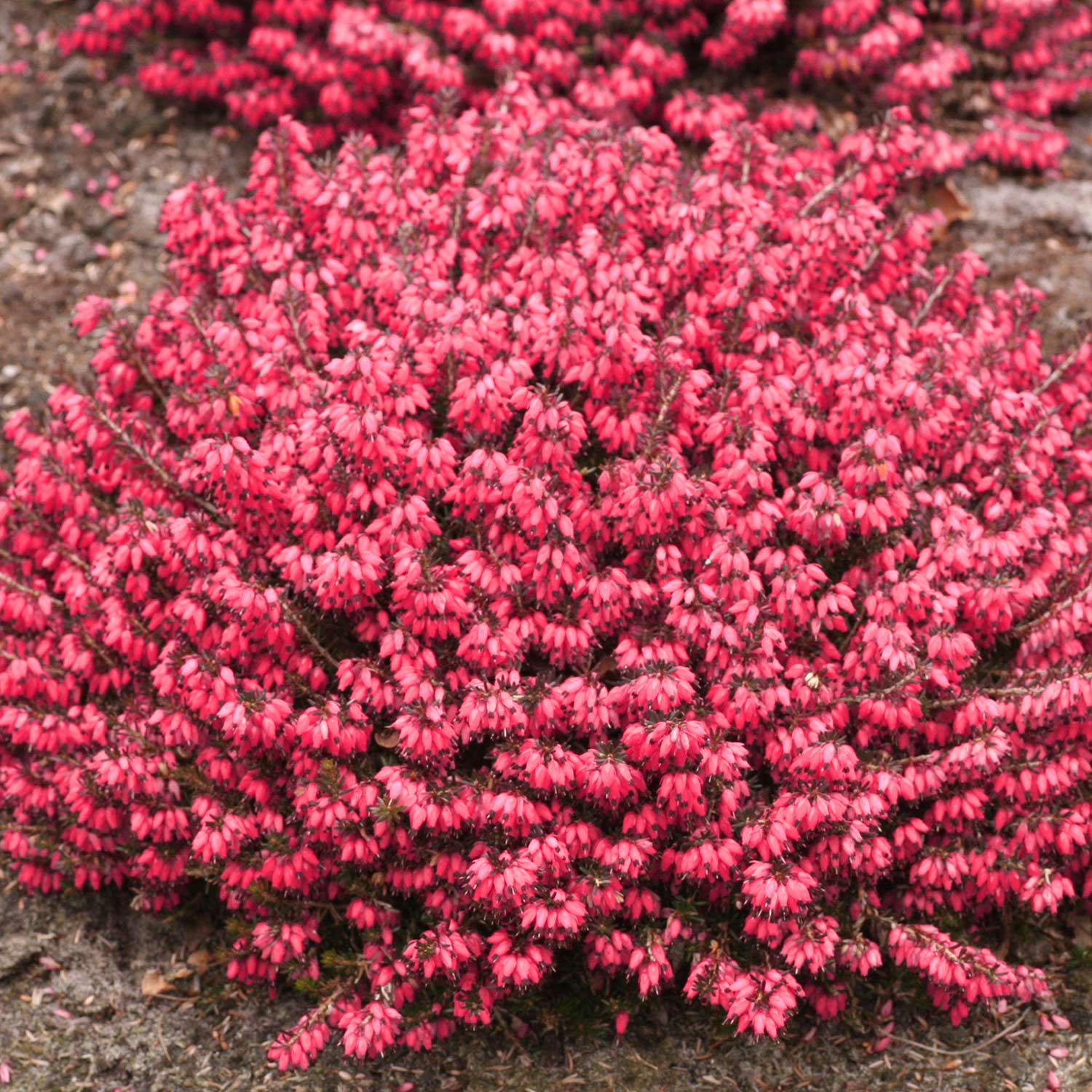 Winterheide - rot