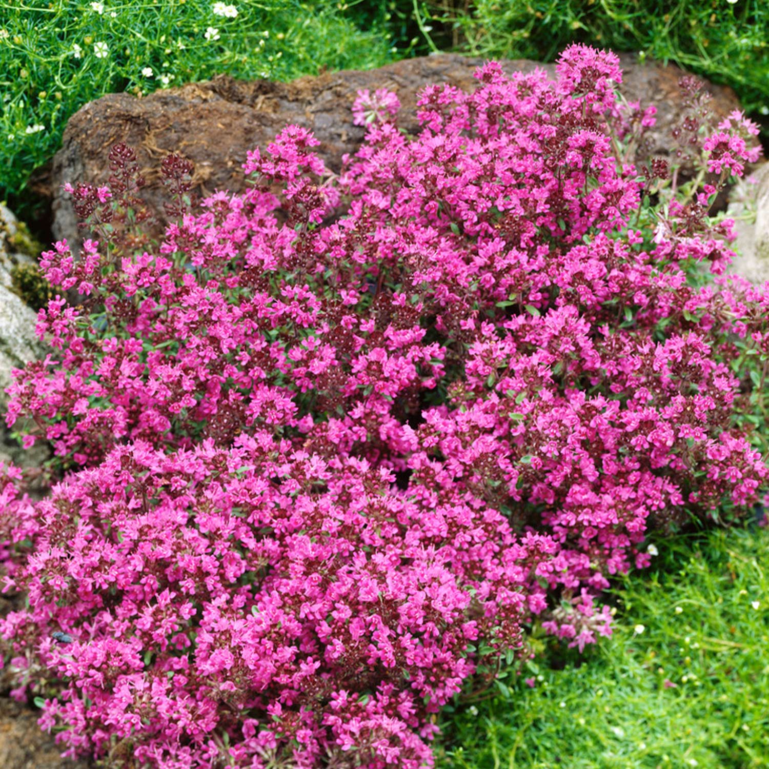 Rundblättriger Thymian 'Creeping Red'