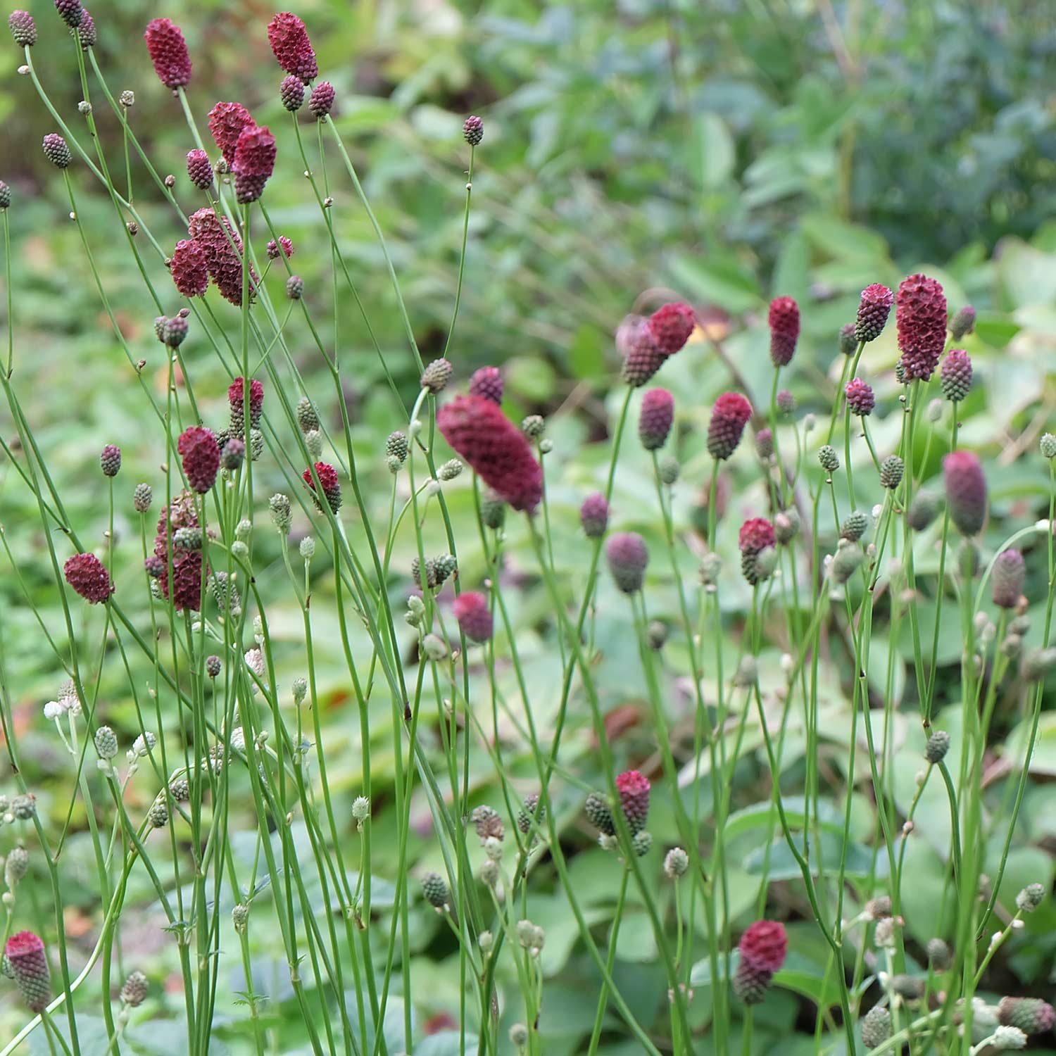 Großer Wiesenknopf