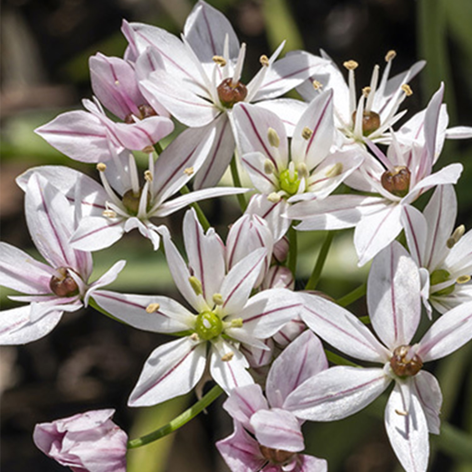 Allium 'Cameleon' - 10 Stück