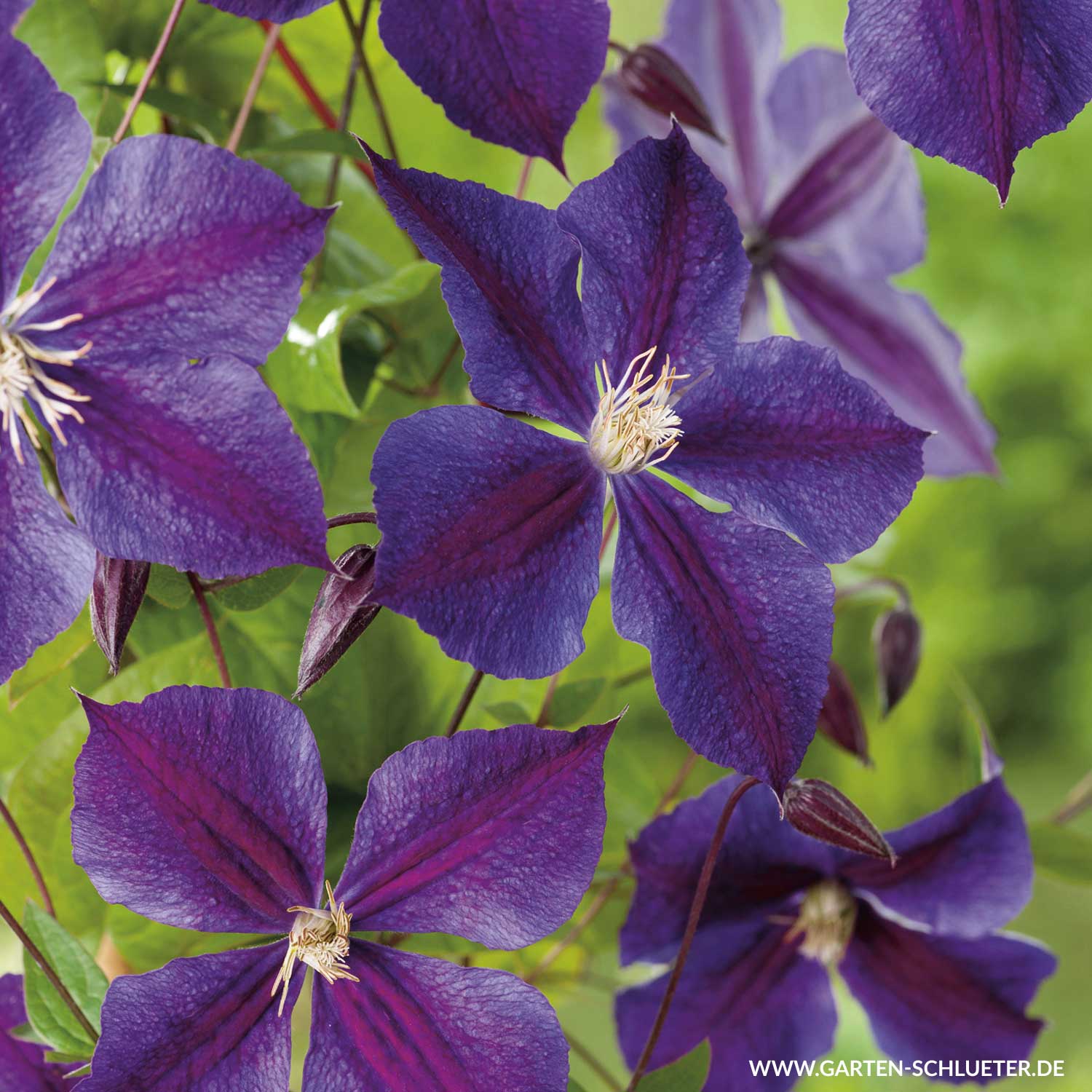 Clematis 'Star of India'