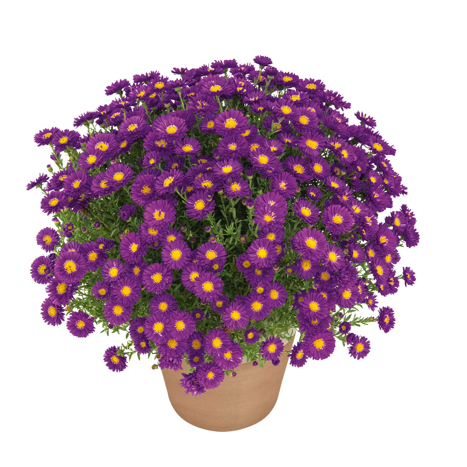 Kissen-Aster 'Turmalin®' - Aster Tumalin - C3