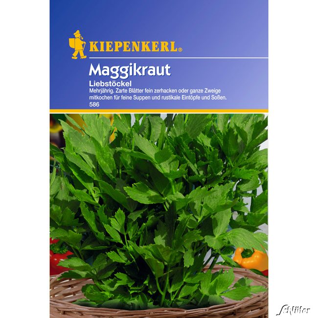 Maggikraut-Liebstöckel mehrjährig