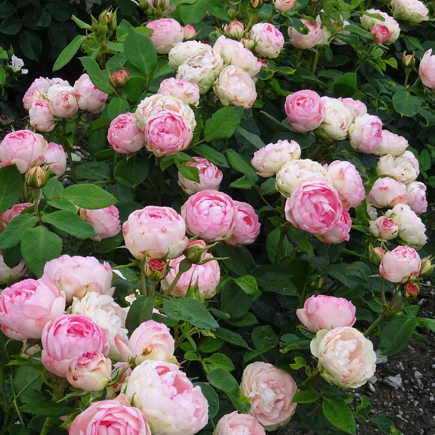 Edelrose 'Lovely Rokoko'