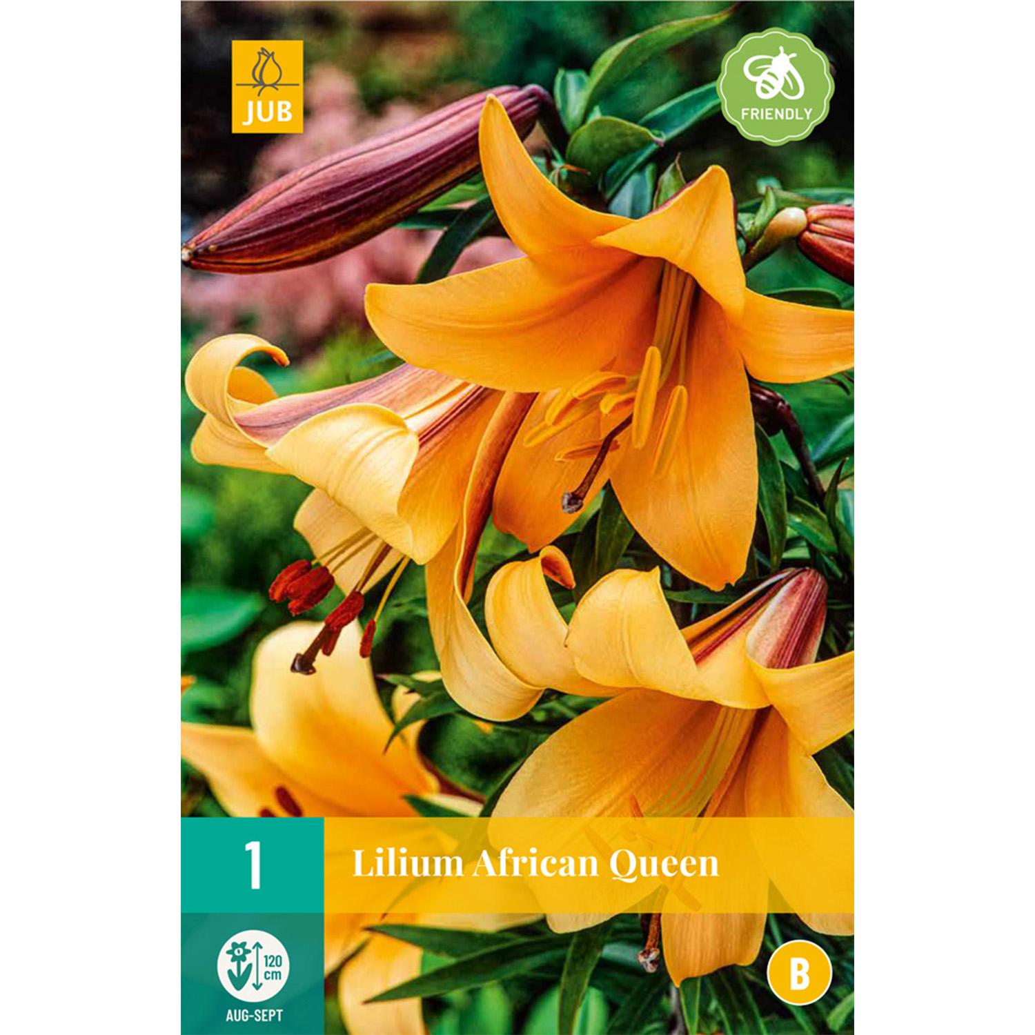 Lilie 'African Queen', 1 Stück