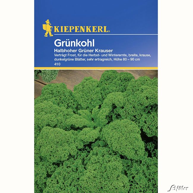 Grünkohl 'Halbhoher grüner Krauser'