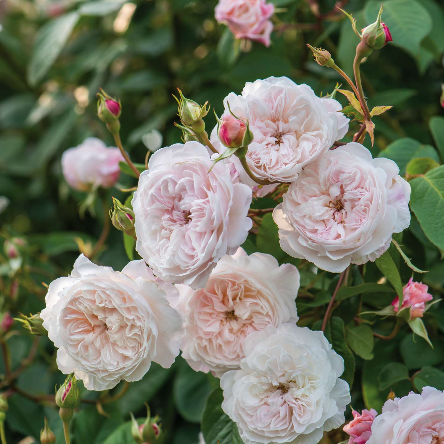 David Austin Rose 'The Albrighton Rambler ®'