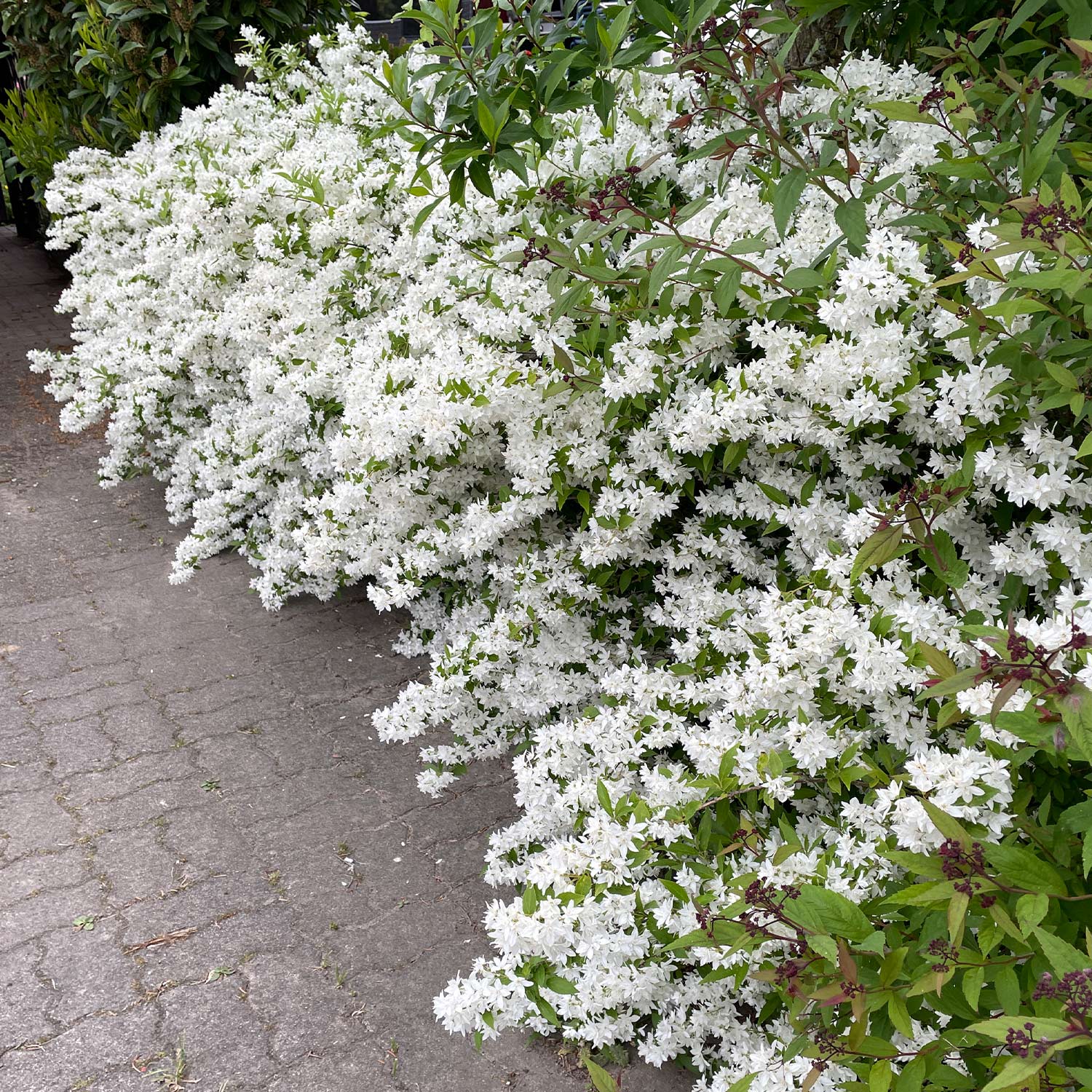 Maiblumenstrauch - Deutzie