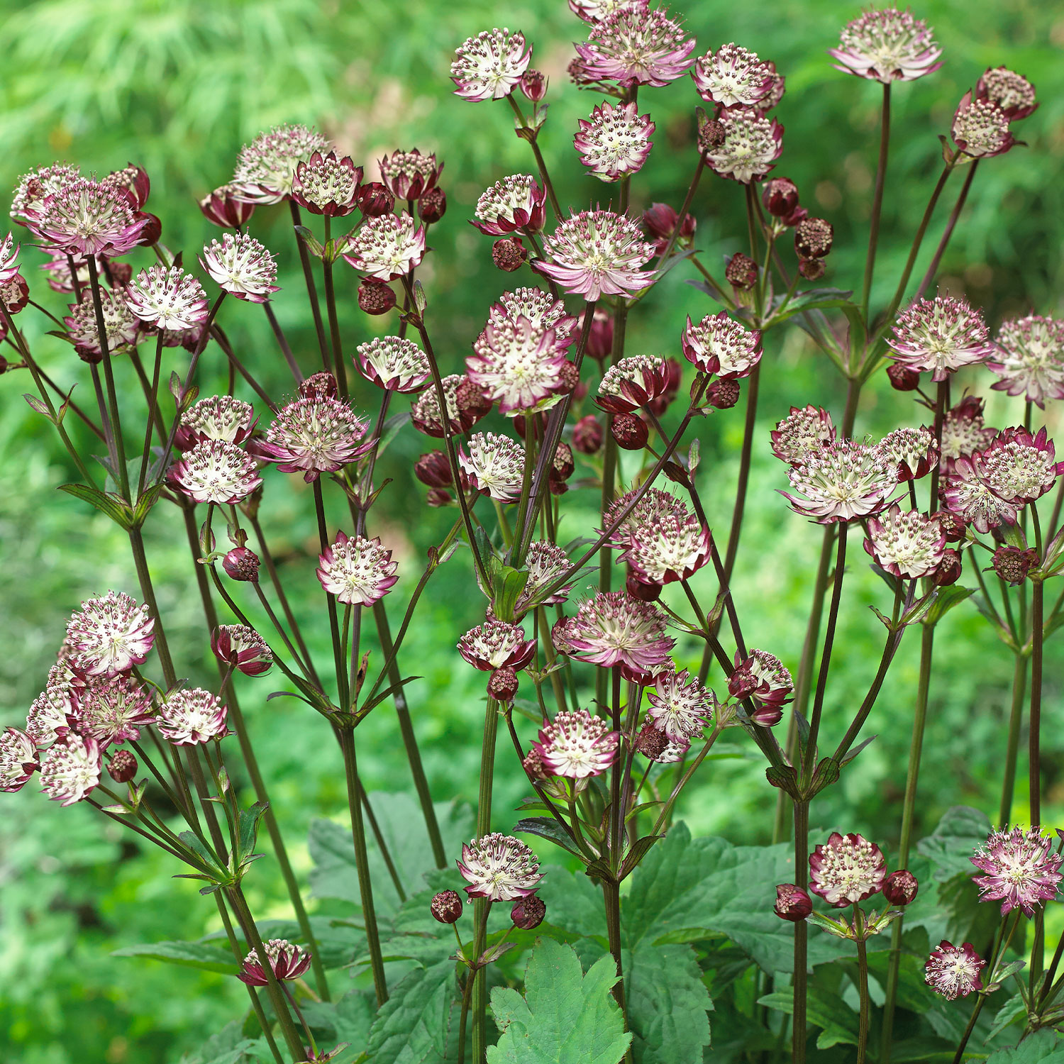 Sterndolde 'Star of Passion'