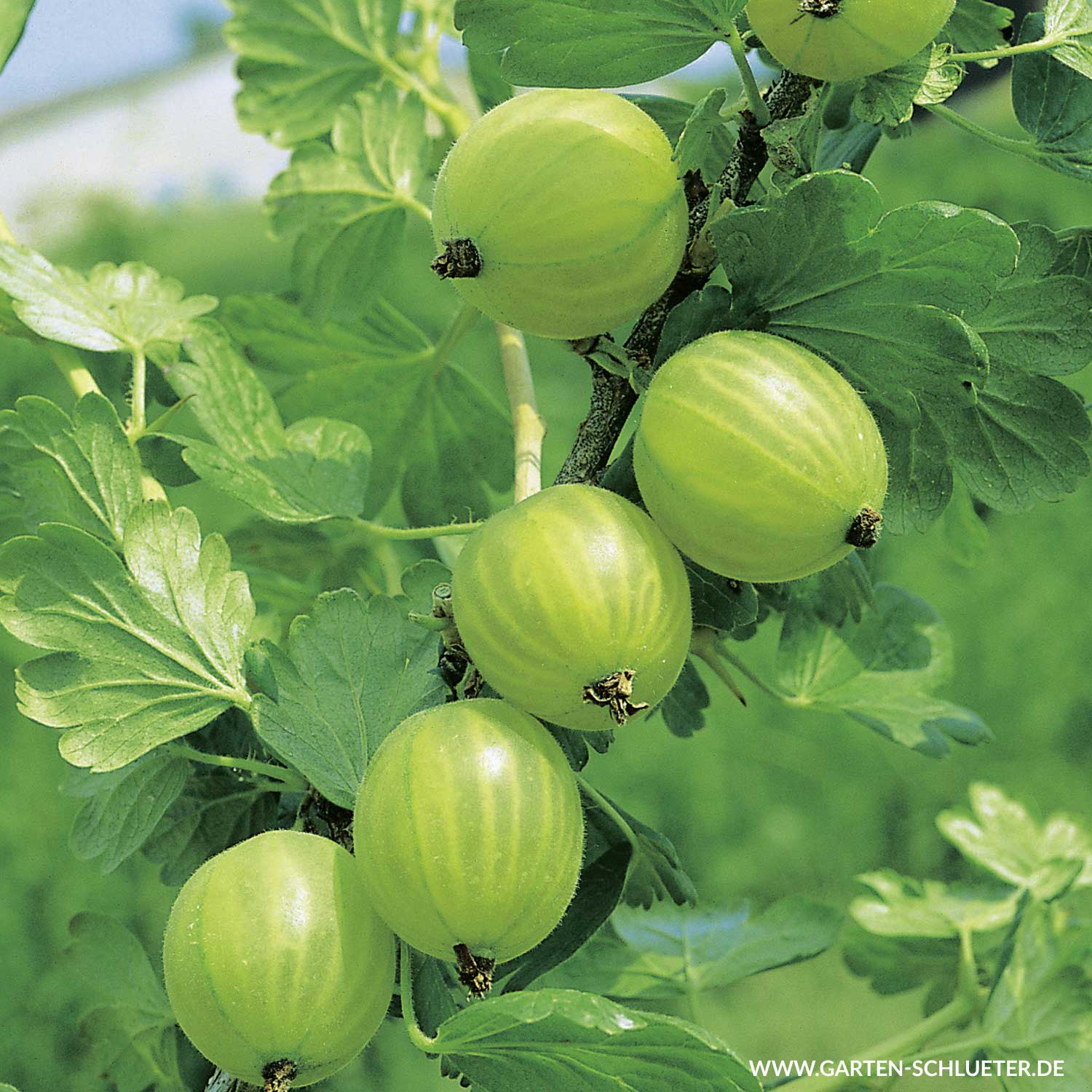 Stachelbeere 'Mucurines'