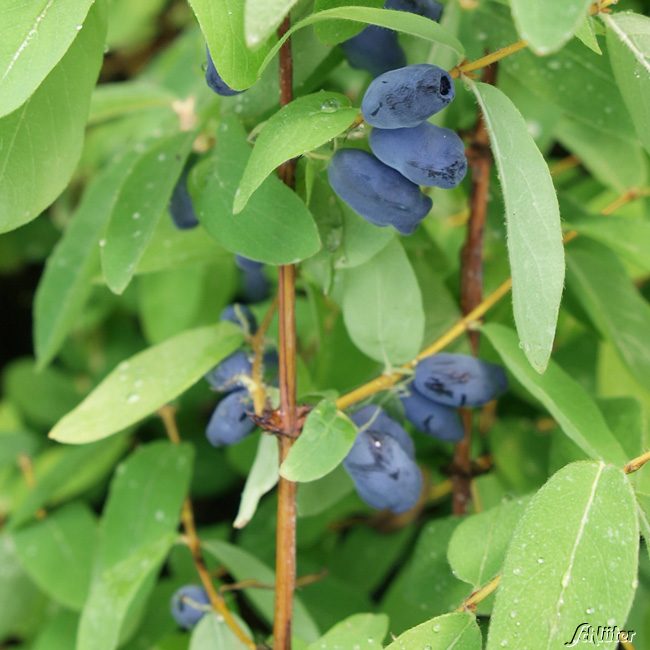 Sibirische Blaubeere 'MyBerry® Sweet' - Honigbeere