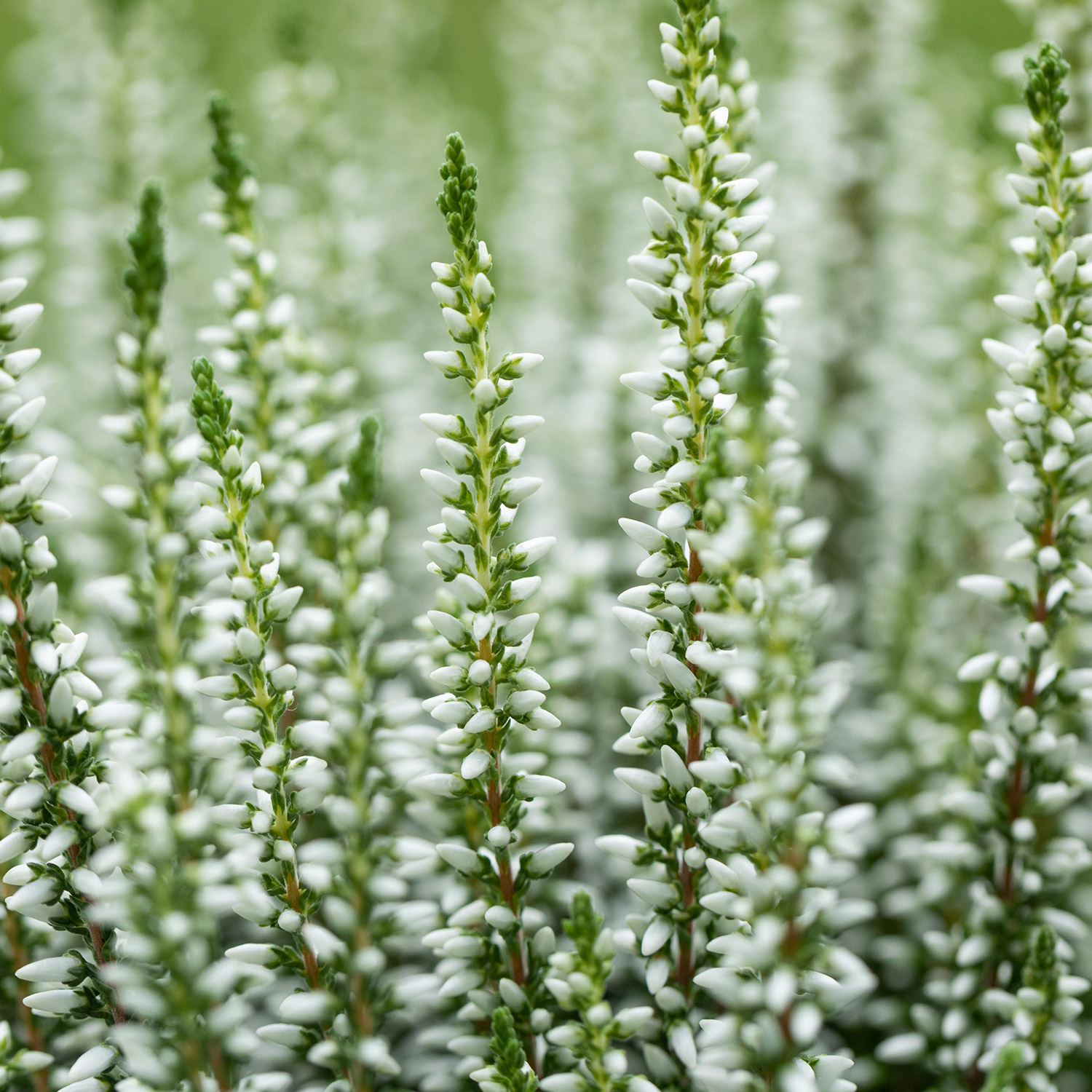 Sommerheide 'Long White'