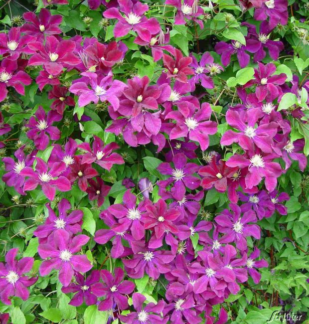 Clematis 'Warszawska Nike'