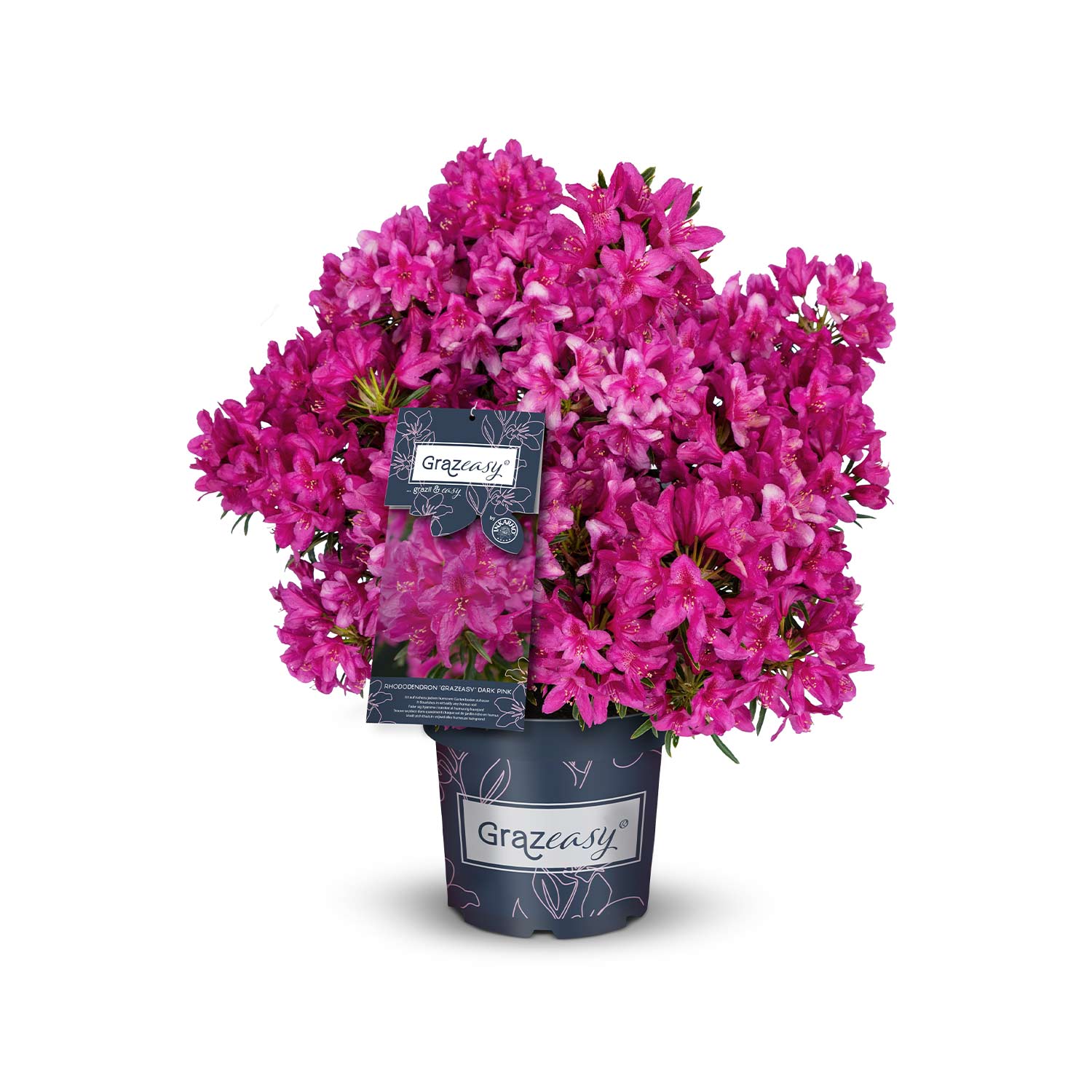 Rhododendron 'Grazeasy® Dark Pink®'