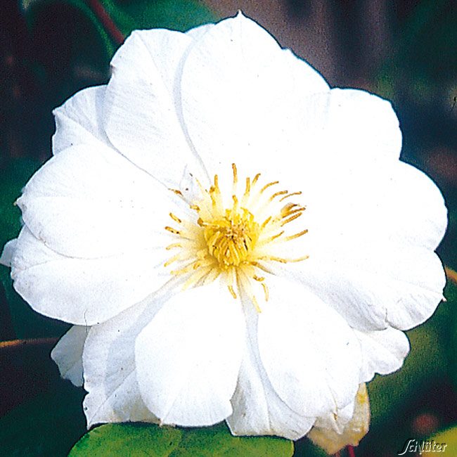 Clematis 'Duchess of Edinburgh'