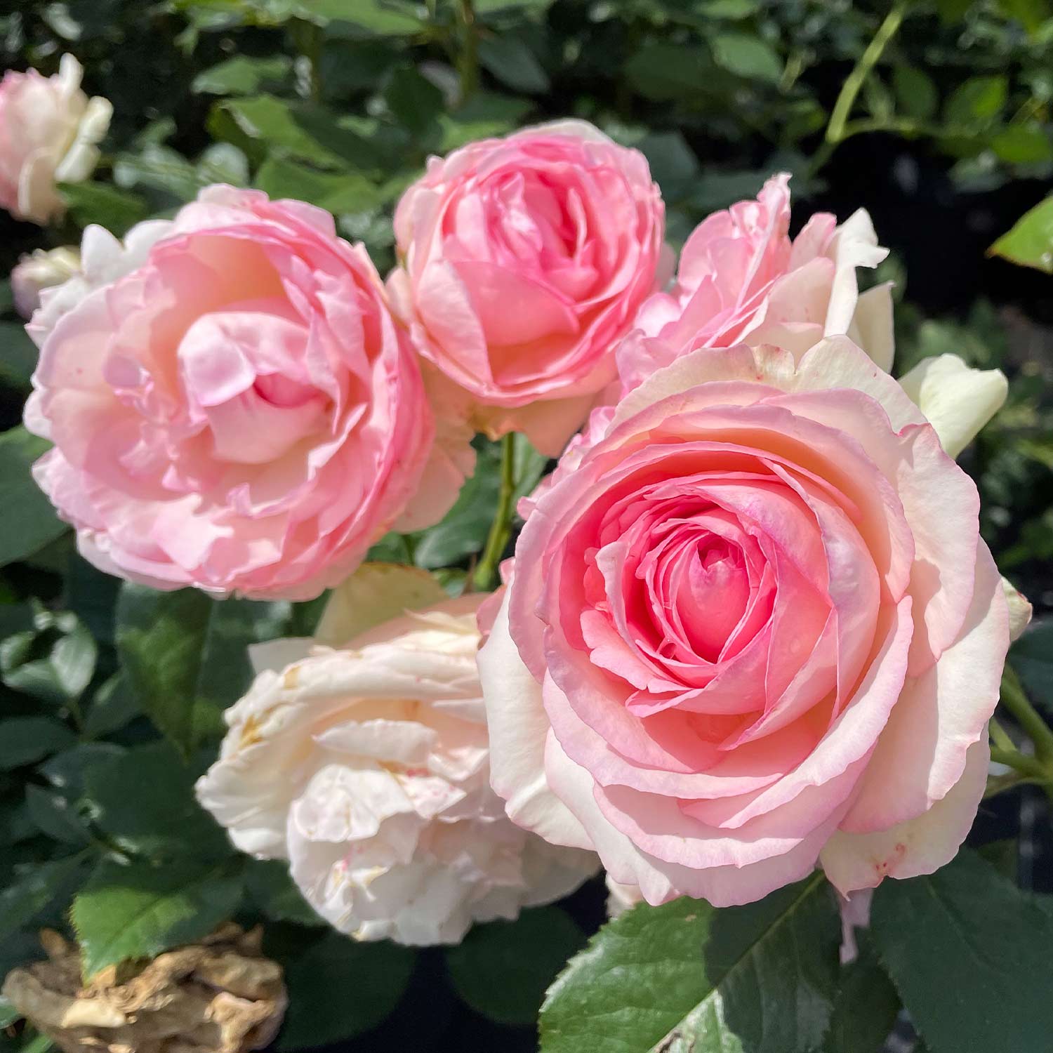 Nostalgische Strauchrose 'Eden Rose 85®'