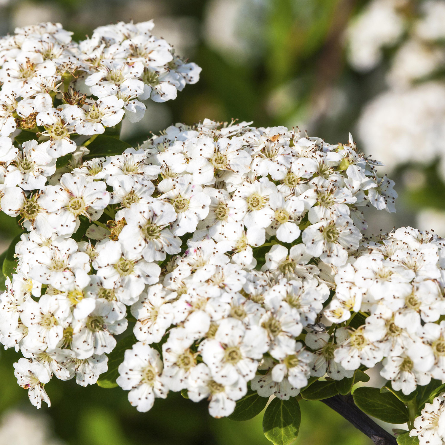 Weiße Zwergspiere 'Halward's Silver'