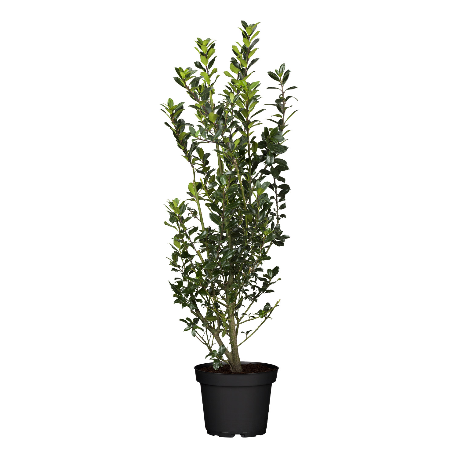 Kategorie <b>Produkt ohne Kategoriezuordnung </b> - Stechpalme-Ilex &#039;Heckenpracht&#039; 5 Liter Container, 80-100 cm Liefergröße: 80 - 100 cm - 