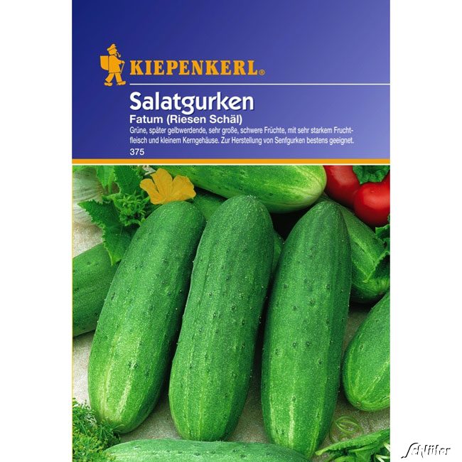 Salatgurke 'Fatum/Riesen Schäl'