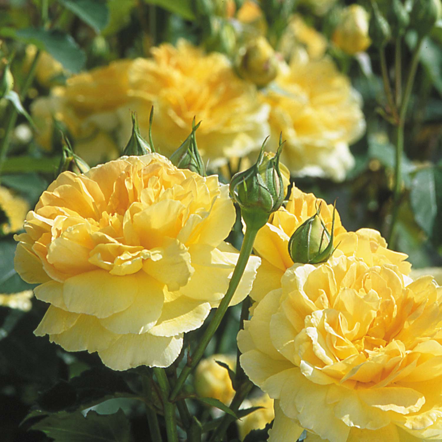 David Austin-Rose 'Molineux®' - AGM-Rose