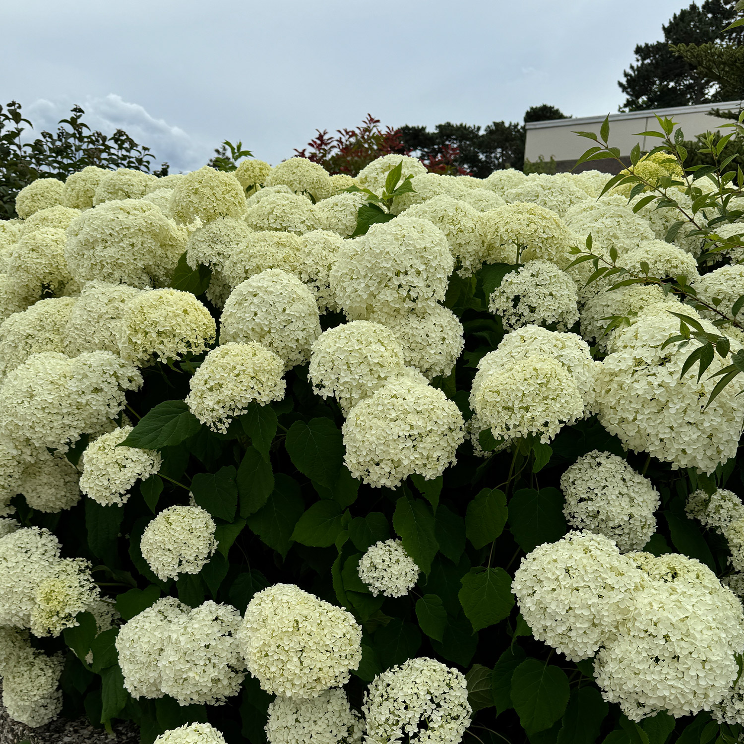 Ballhortensie 'Annabelle'