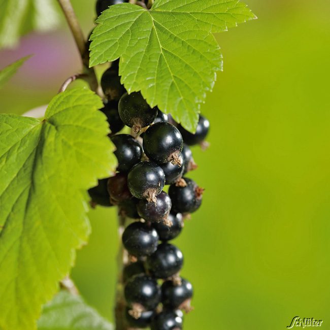 Schwarze Johannisbeere 'Ben Sarek' - Hochstamm