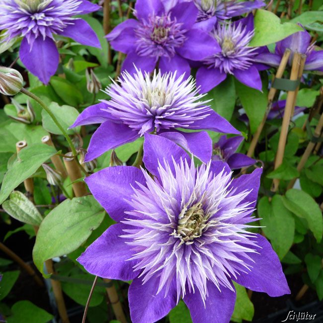 Clematis 'Multiblue'