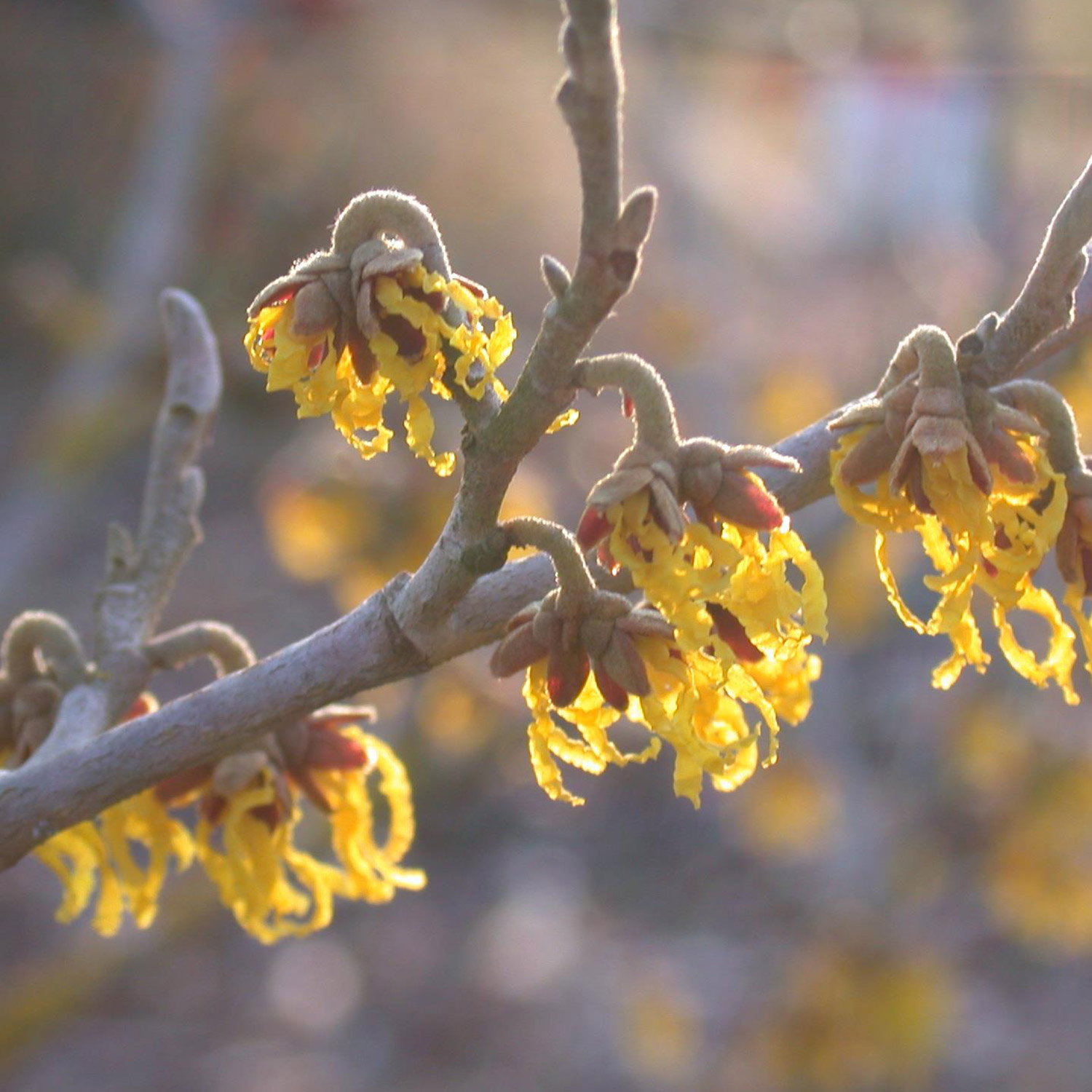 Zaubernuss 'Arnold Promise'