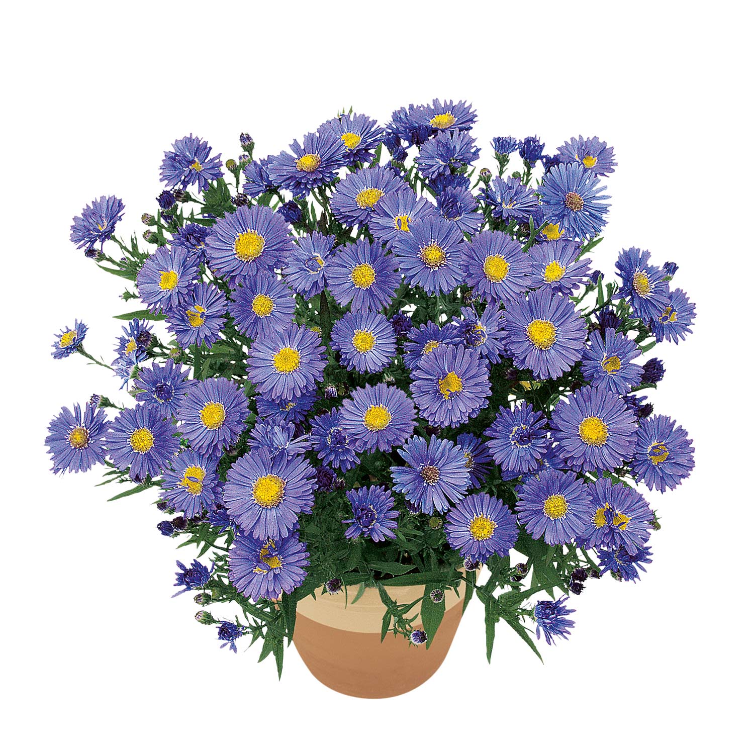 Kissen-Aster 'Sapphire' - Aster 'Sapphire'