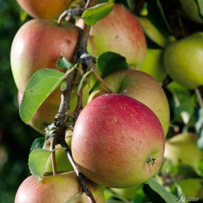 Kategorie <b>Produkt ohne Kategoriezuordnung </b> - Apfel &#039;Pinova®&#039; C 5 Liefergröße: 120 - 160 cm, 40 - 60 cm Sth. - Malus &#039;Pinova®&#039;