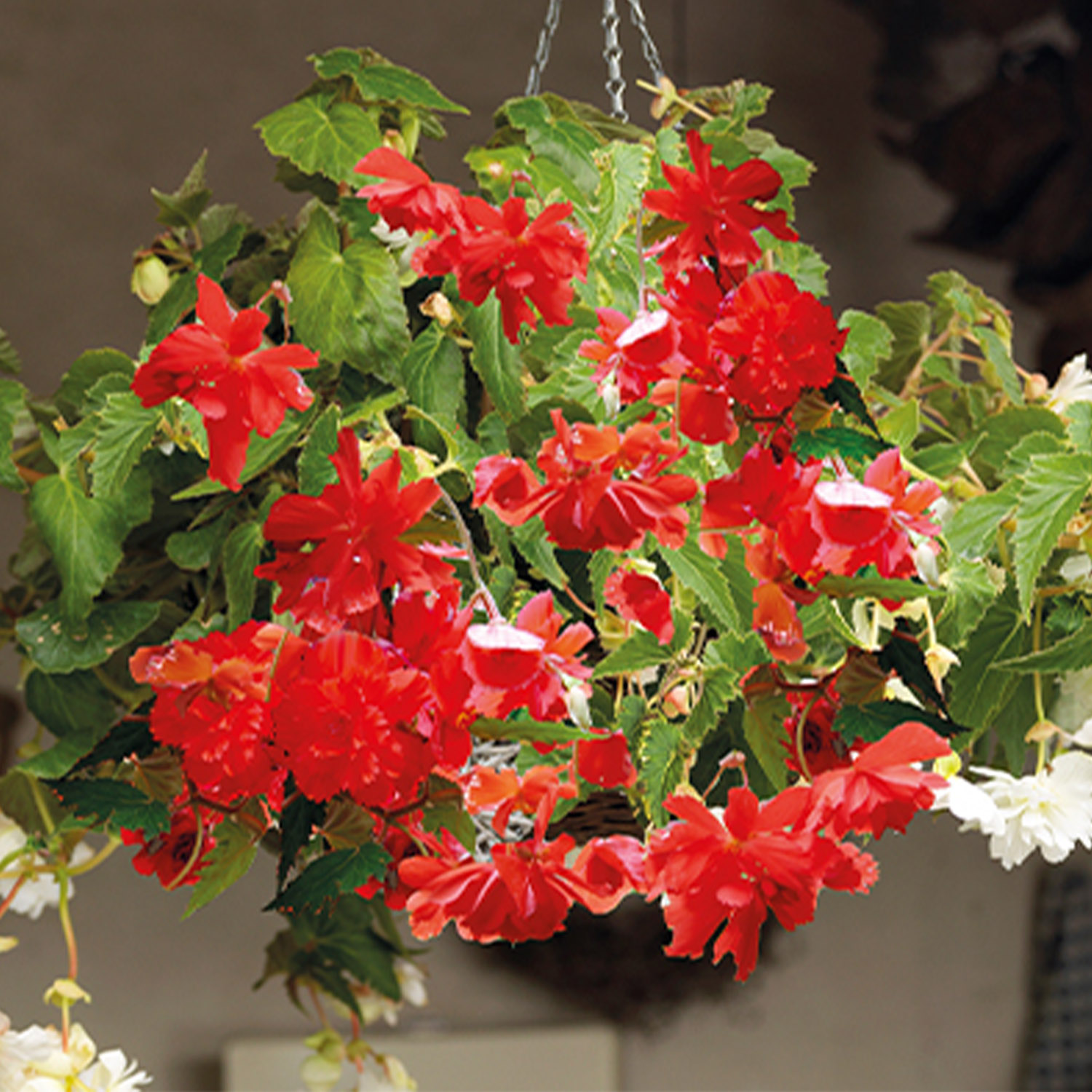 Hängebegonie 'Pendula Rot' - 3 Stück