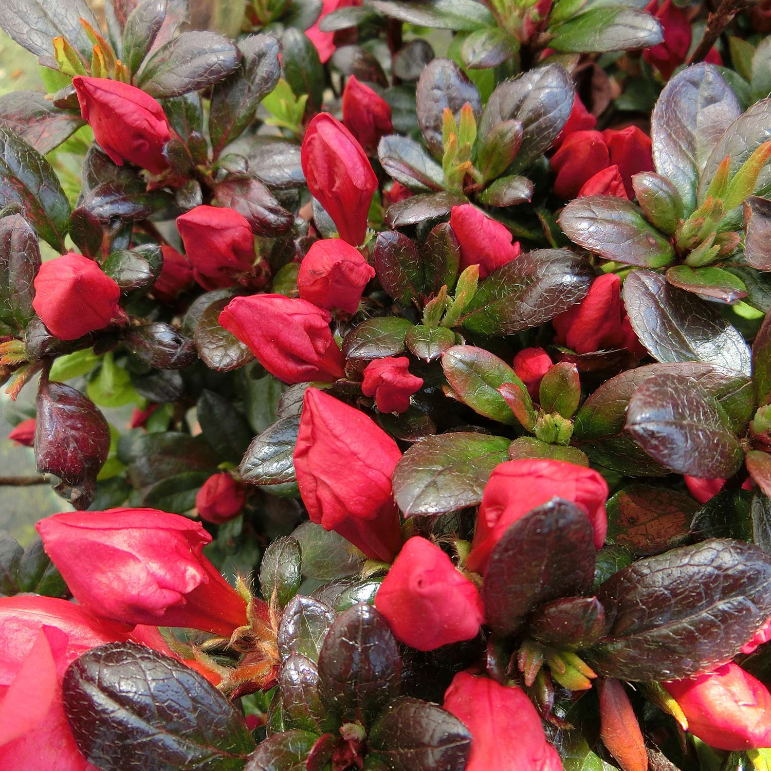 Rhododendron 'Little Red'