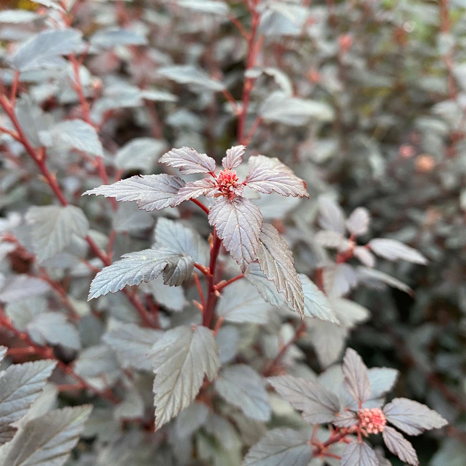 Fasanenspiere 'Little Joker®'