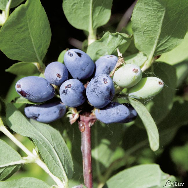 Sibirische Blaubeere 'Woloszebnica'