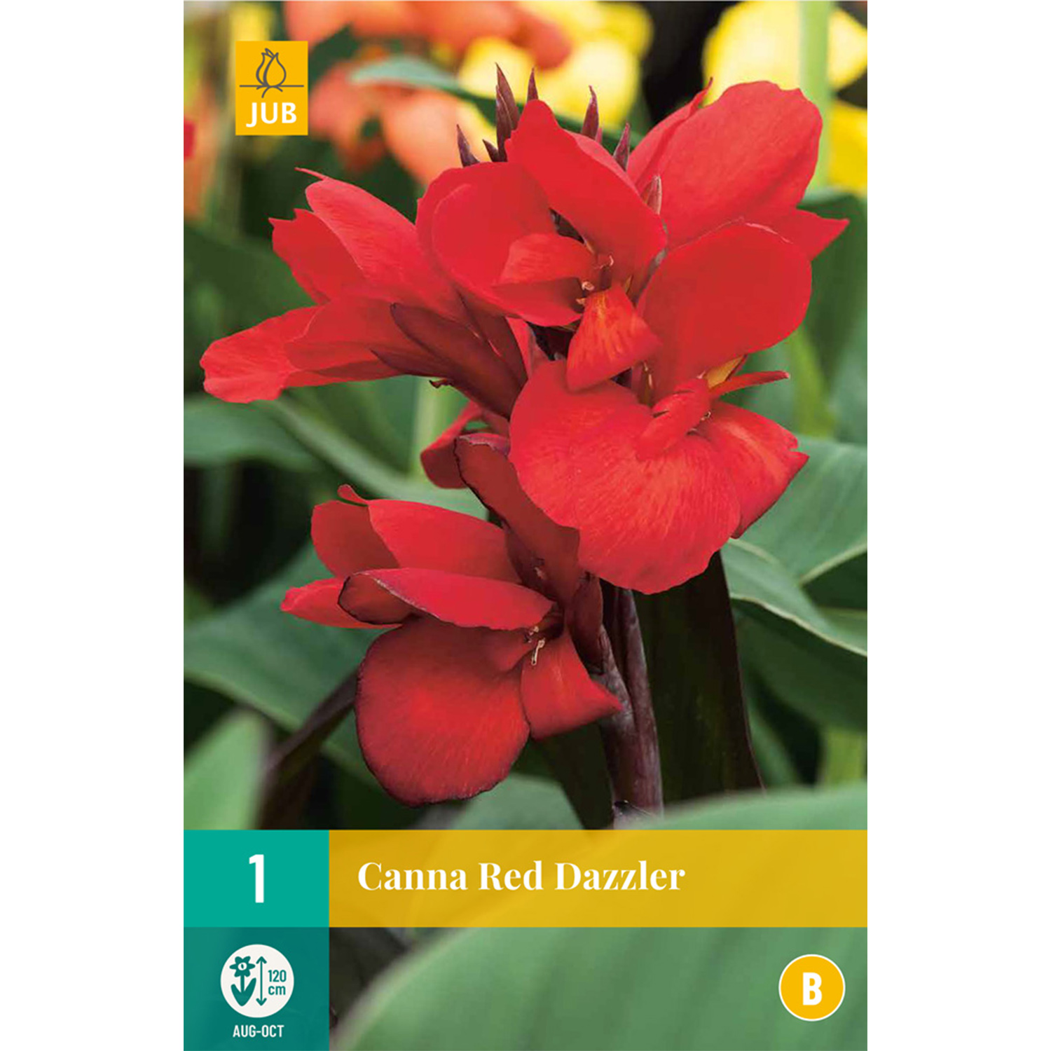 Canna 'Red Dazzler'- 1 Stück