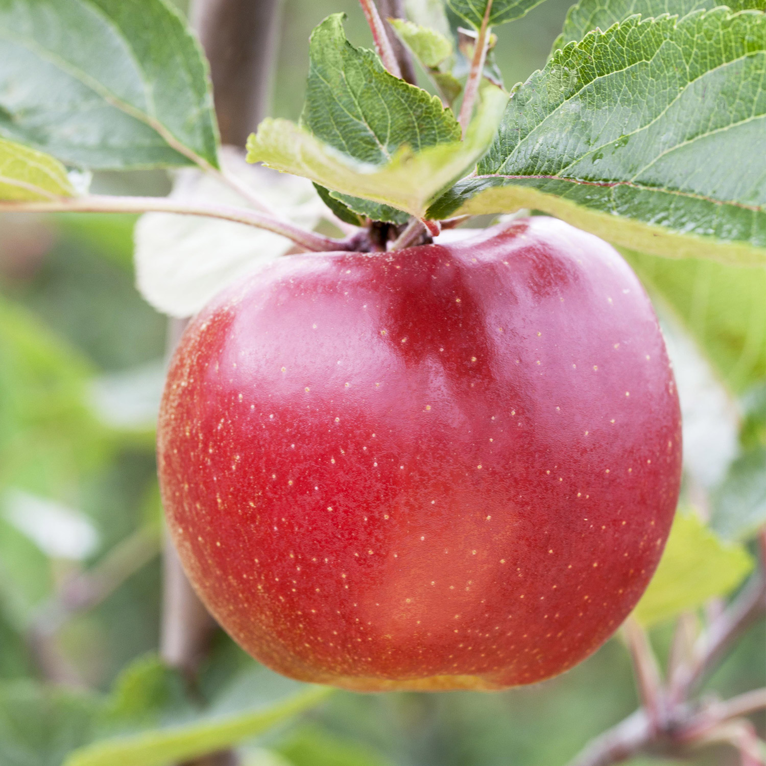 Zwerg-Apfel 'Roter Boskoop'