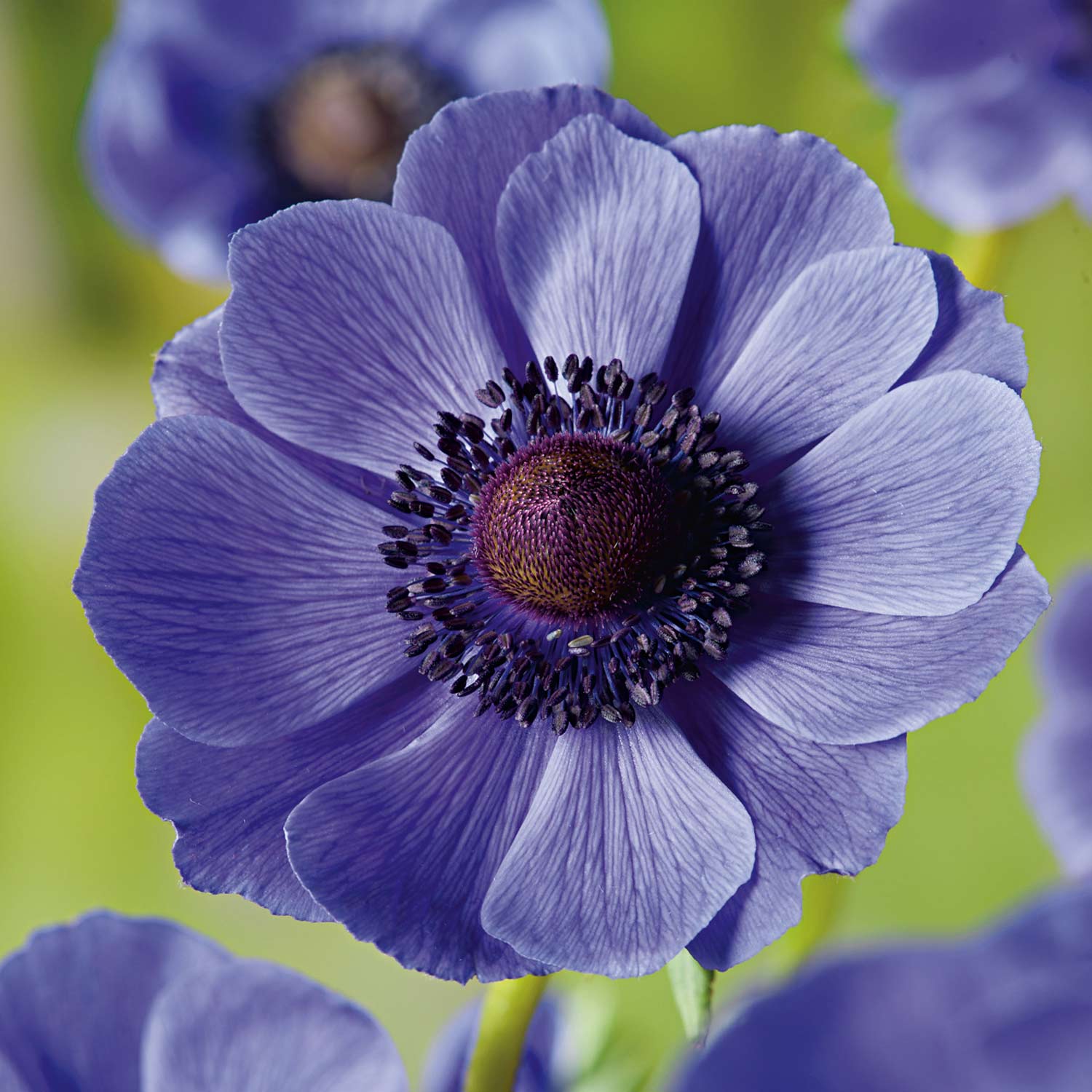 Garten-Anemone 'Mr. Fokker' - 15 Stück